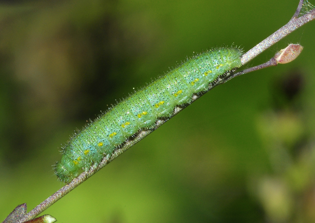 solito quesito - Pieris rapae